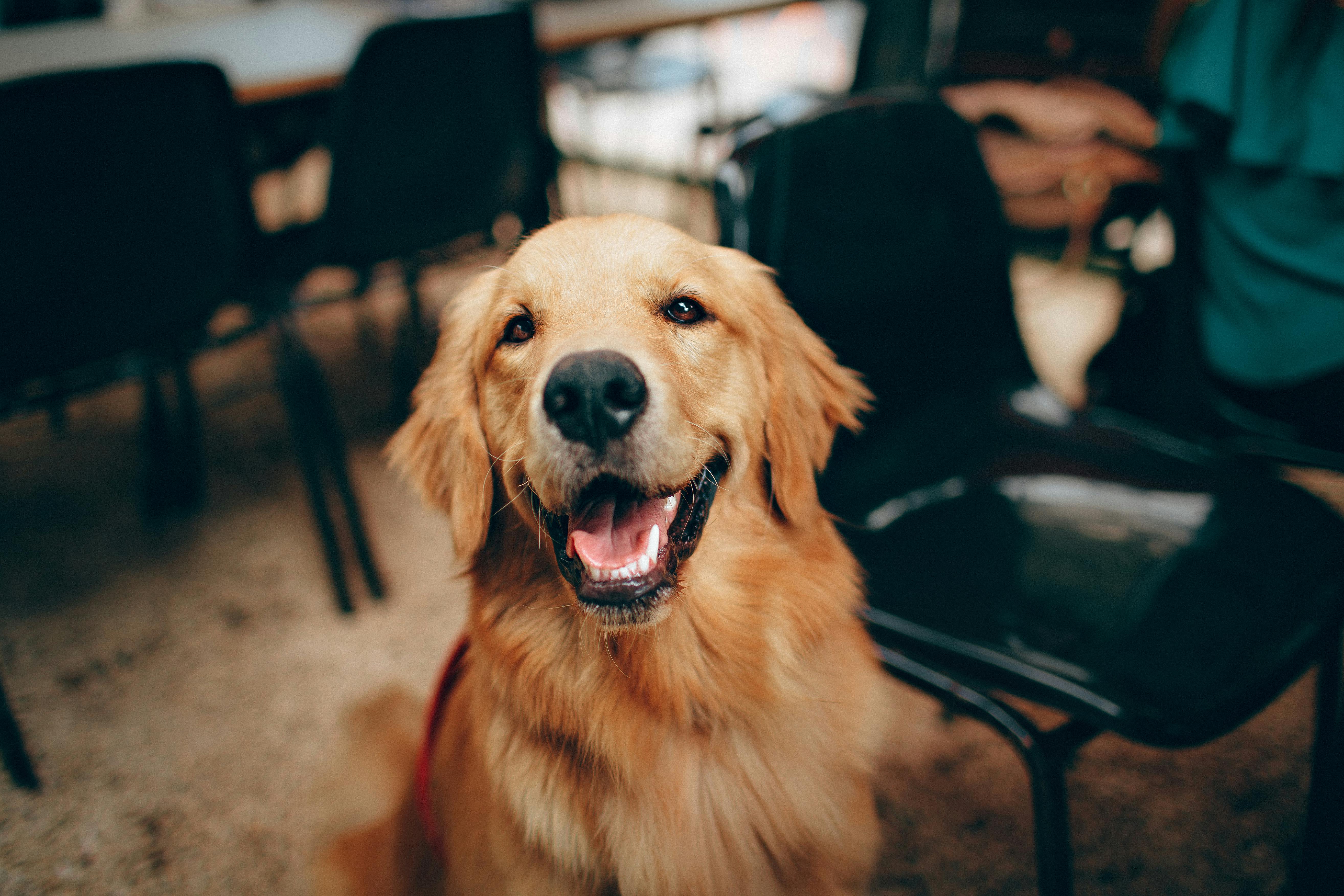 狗狗
